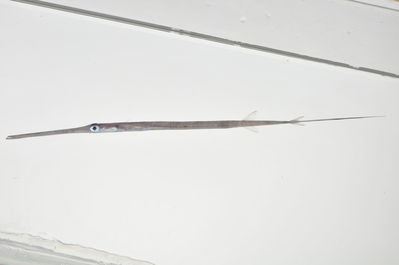 Fistularia commersonii
- Field ID: MARQ-203
- Collection date: 2011-10-30
- GPS: -7,955 / -140,662
- Depth: -30m
- Standard length: 169mm
- COI DNA seq.: 
CCTTTATTTAATCTTCGGTGCCTGAGCCGGCATAGTCGGAACAGCCCTAAGCCTCCTTATCCGAGCAGAGCTTAGCCAACCCGGTGCATTACTGGGAGATGACCAGATCTACAACGTAATCGTTACAGCCCACGCCTTTGTAATAATCTTCTTTATAGTAATACCAATCATGATTGGAGGCTTCGGAAACTGACTAATTCCCCTTATGATCGGAGCTCCGGACATGGCCTTCCCCCGTATGAATAACATGAGCTTCTGGCTTCTTCCACCCTCCTTCTTGCTCCTTCTAGCATCCTCGGGAGTTGAGGCCGGAGCCGGAACAGGGTGAACAGTCTACCCCCCTCTTGCAGGCAACCTCGCCCACGCCGGGGCCTCGGTAGACCTAACCATCTTTTCCCTTCACCTTGCGGGGGTCTCGTCTATTTTAGGTGCAATCAACTTCATCACCACAATCATTAACATAAAACCCCCAGCTATCTCACAGTACCAAACACCTCTCTTTGTCTGAGCTGTTCTCATCACTGCTGTACTTCTCCTCCTGTCACTTCCTGTTCTCGCTGCCGGCATTACCATGCTCTTAACAGATCGAAACCTAAACACCACATTTTTCGACCCAGCAGGGGGAGGCGACCCCATCTTATACCAGCACCTGTTC
