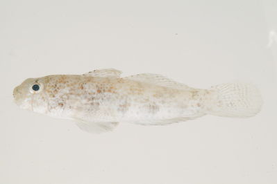 Gnatholepis anjerensis
- Field ID: mbio1514
- Collection date: 2006-3-26
- GPS: -17,5892 / -149,8581
- Depth: -21,7m
- Standard length: 41.7mm
- COI DNA seq.:
ACCCTTTACCTAATTTTCGGTGCCTGAGCCGGAATAGTAGGCACAGCTCTTAGCCTACTTATTCGAGCCGAACTAAGCCAACCTGGAGCCCTTCTAGGGGACGACCAGATTTACAATGTTATTGTTACTGCCCATGCCTTTGTAATAATTTTCTTTATAGTAATGCCAATCATGATTGGAGGATTTGGAAATTGACTAATCCCCCTAATGATCGGAGCCCCCGACATGGCCTTCCCTCGAATAAACAACATAAGCTTTTGACTTCTCCCTCCTTCATTCCTTCTCCTCCTGGCATCCTCTGGAGTTGAAGCAGGGGCCGGAACAGGCTGAACAGTGTACCCCCCACTAGCTGGTAATCTAGCCCATGCTGGAGCTTCTGTAGACCTTACAATTTTCTCTCTACATTTAGCAGGAATTTCTTCAATTTTAGGTGCAATCAACTTTATTACCACAATCCTAAATATGAAACCTCCCGCAATTTCACAATACCAAACACCTCTCTTCGTTTGAGCTGTTCTGATTACAGCCGTTCTTCTCCTGCTGTCCCTTCCTGTCCTCGCAGCCGGGATTACAATGCTACTTACAGATCGAAACCTAAATACAACCTTCTTTGACCCATCAGGAGGAGGAGACCCCATCCTATACCAACACCTC


