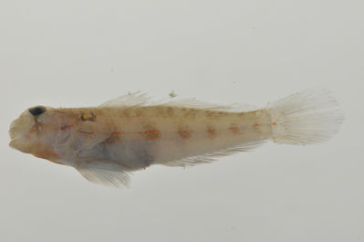 Gnatholepis cauerensis
- Field ID: AUST-014
- Collection date: 2013-4-10
- GPS: -23,85 / -147,68
- Depth: -13m
- Standard length: 39mm
- COI DNA seq.: 
CCTTTACCTAGTTTTCGGTGCCTGAGCCGGAATAGTAGGCACAGCTCTGAGCCTTCTTATTCGGGCCGAACTTAGTCAACCTGGAGCTCTTCTGGGGGACGACCAAATTTATAATGTAATTGTTACTGCCCATGCCTTTGTAATAATTTTCTTTATAGTAATACCAATCATGATTGGAGGCTTTGGAAATTGACTAATCCCTTTAATGATCGGGGCCCCTGACATGGCCTTTCCTCGAATGAACAACATGAGCTTTTGACTGCTTCCTCCGTCGTTTCTTCTCCTTTTAGCCTCCTCTGGGGTTGAAGCAGGGGCAGGAACAGGTTGAACAGTGTACCCCCCACTATCCGGGAATCTTGCCCATGCTGGGGCCTCTGTTGATCTTACAATCTTTTCCCTACACTTAGCTGGTATTTCATCAATTTTAGGTGCAATCAACTTTATTACAACCATCCTTAATATGAAACCTCCTGCAATCTCCCAATACCAAACCCCTTTATTTGTTTGGGCTGTCCTAATTACAGCTGTTCTCCTACTTCTGTCCCTCCCTGTTCTTGCGGCTGGCATTACAATGCTACTCACAGATCGAAACCTAAACACAACCTTCTTTGATCCTTCAGGAGGAGGAGACCCAATTCTGTACCAACACCTCTTC

