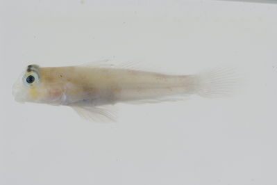 Gnatholepis 
- Field ID: GAM-863
- Collection date: 2010-10-16
- Collection method: -
- GPS: -
- Depth: -
- Standard length: 28.7mm
- COI DNA seq.: -

