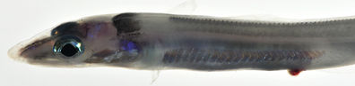 Gnathophis
- Field ID: MARQ-316
- Collection date: 2011-11-4
- GPS: -9,386 / -140,119
- Depth: -25m
- Standard length: 96mm
- COI DNA seq.: 
CCTATATTTAGTATTTGGTGCCTGAGCCGGCATGATTGGAACTGCTTTAAGCCTTCTAATTCGGGCCGAACTAAGCCAACCGGGAGCCCTGCTTGGAGATGACCAAATTTACAATGTCATCGTCACGGCACACGCCTTCGTAATAATCTTCTTTATAGTAATGCCAGTAATAATCGGAGGATTCGGCAATTGACTAGTGCCCCTTATAATTGGCGCCCCTGATATAGCATTCCCACGAATAAATAACATAAGCTTTTGACTTCTACCTCCATCCTTCCTACTACTACTTGCATCCTCTGGAGTTGAAGCCGGGGCAGGGACAGGATGAACTGTATATCCACCCCTCGCCGGAAATCTAGCTCACGCCGGAGCCTCAGTAGATCTAACAATTTTCTCACTACACCTCGCAGGAATTTCATCTATTCTAGGGGCCATTAACTTCATCACAACAATTATTAACATGAAACCACCAGCAATTACACAGTACCAAACGCCTTTATTCGTTTGAGCCGTACTAATTACAGCTGTACTCCTACTTCTTTCTCTCCCAGTCCTAGCTGCGGGCATCACAATACTTCTTACAGACCGAAACTTAAACACTACATTCTTTGACCCGGCAGGAGGGGGAGACCCAATTCTTTACCAACACCTATTC
