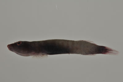 Gobiesocidae
- Field ID: AUST-413
- Collection date: 2013-4-17
- GPS: -22,4522 / -151,3236
- Depth: -8m
- Standard length: 20.7mm
- COI DNA seq.: 
CCTTTATATAGTATTTGGTGCTTTTGCCGGTATAATTGGCACTGCTTTAAGTCTCATTATTCGAGCGGAACTAAGCCAGCCCGGTACACTTCTTGGAGACGACCAACTATACAATGTAGTTGTTACGGCCCACGCTTTCGTAATAATCTTTTTTATAGTTATACCCATCATAATCGGTGGCTTCGGAAACTGATTAATTCCTCTTATGATCGGAGCCCCTGACATGGCTTTTCCTCGTATGAATAATATAAGCTTCTGGCTTCTCCCTCCTTCATTTCTCCTTCTCCTTGCCTCCTCAACCGTTGAGGCTGGAGCAGGTACCGGCTGAACTGTTTATCCCCCGCTATCTGCTAACCTCGCTCACGCTGGGGCTTCCGTTGATTTAGCTATTTTCTCCCTCCACTTAGCAGGCATTTCTTCTATTCTAGGAGCGATTAATTTTATTACCACAATTATTAACATGAAGCCCCCTGCCGCCACCCAGTATCATACTCCTTTATTTGTTTGAGCTGTACTCATTACTGCAATTTTACTCCTACTTTCTCTGCCTGTCCTCGCTGCAGGAATTACAATACTTCTTACTGACCGAAATCTTAATACAACCTTTTTCGACCCGGCTGGAGGAGGGGACCCAATTCTTTATCAGCACCTGTTT
