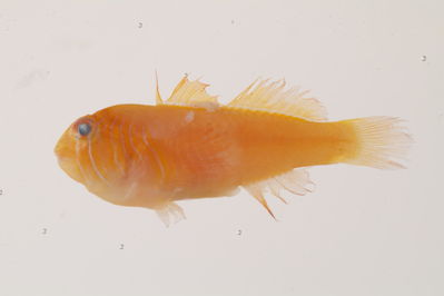 Gobiodon quinquestrigatus
- Field ID: mbio173
- Collection date: -
- GPS: - / -
- Depth: -
- Standard length: 17.5mm
- COI DNA seq.: 
ACCCTCTACTTAGTCTTTGGTGCCTGAGCCGGAATAGTAGGAACCGCCCTAAGCCTGCTCATTCGGGCCGAACTTAGCCAGCCCGGGGCCCTACTTGGGGATGACCAAGTCTATAATGTAATCGTCACTGCTCATGCATTTGTGATGATTTTCTTTATAGTTATACCAATCATGATTGGAGGATTTGGAAACTGGTTAATCCCCCTAATGATCGGAGCCCCTGACATAGCCTTCCCTCGAATAAATAATATGAGCTTCTGGCTTCTTCCCCCCTCCTTCCTCTTATTACTGGCATCCTCAGGAGTTGAGGCAGGAGCGGGAACGGGATGGACTGTTTACCCCCCTTTGGCAGGCAATCTGGCACATGCTGGAGCCTCCGTCGATCTAACCATCTTTTCTCTTCATCTTGCAGGCATTTCCTCTATCCTAGGGGCAATCAACTTCATTACTACTATTATTAATATAAAACCTCCTACTATCTCTCAGTATCAAACACCCCTATTCGTCTGGGCCGTACTTATTACAGCTGTGCTATTGCTTCTTTCCCTTCCCGTCCTCGCCGCCGGAATCACAATACTTCTCACAGACCGAAACCTCAATACAACCTTTTTTGACCCTGCAGGCGGGGGAGATCCCATTCTCTACCAACATCTA

