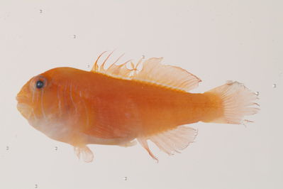 Gobiodon quinquestrigatus
- Field ID: mbio174
- Collection date: -
- GPS: - / -
- Depth: -
- Standard length: 18.7mm
- COI DNA seq.: 
CTTTATCTAGTATTCGGTGCTTGAGCTGGAATAGTAGGCACAGCCTTAAGCCTCCTTATCCGAGCAGAATTAAGCCAACCCGGCGCACTCCTAGGAGACGACCAAATTTACAACGTAATTGTTACCGCACATGCCTTTGTAATAATTTTCTTTATAGTAATGCCAATTCTAATTGGGGGGTTTGGGAACTGATTAGTTCCTCTCATGCTCGGTGCCCCCGACATGGCTTTCCCCCGAATGAATAACATGAGCTTCTGACTCCTCCCCCCTTCCTTCCTTCTCTTGCTCGCTTCCTCTGGCGTTGAGGCTGGGGCCGGCACAGGTTGGACAGTATACCCCCCGCTATCTGGGAATTTGGCCCACGCAGGGGCATCAGTAGACTTAACTATCTTCTCTCTTCATCTAGCCGGTGTCTCATCAATTCTAGGTGCAATCAACTTTATTACTACCATTATTAATATAAAACCCCCCGCTATCTCTCAATACCAAACACCCCTATTCGTGTGAGCCGTCCTAATCACCGCCGTACTTCTACTTCTCTCCCTCCCAGTGCTGGCTGCTGGCATTACCATGCTCTTAACTGACCGAAATCTTAATACCACATTCTTCGACCCCGCTGGAGGAGGAGACCCTATTCTATACCAACACCTG

