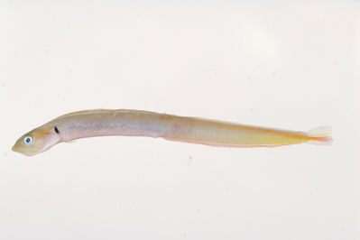 Gunnellichthys monostigma
- Field ID: MOH-213
- Collection date: 2008-10-17
- GPS: -9,950367 / -138,8317
- Depth: -27m
- Standard length: 73.7mm
- COI DNA seq.: 
GTATTTGGTGCTTGGGCCGGCATGGTAGGAACTGCCCTAAGCCTCCTTATTCGAGCTGAGCTCAGCCAACCTGGAGCCCTATTGGGCGACGACCAGATCTACAACGTGATCGTAACCGCTCACGCATTTGTAATAATCTTCTTTATAGTAATGCCAATTATGATTGGCGGTTTTGGCAACTGACTGATTCCCCTTATGATTGGAGCACCCGATATGGCCTTTCCTCGGATGAACAACATGAGCTTTTGGCTACTACCCCCTTCCTTTCTTCTCCTGCTCGCTTCATCAGGCGTTGAGGCAGGGGCAGGGACCGGATGAACTGTATACCCCCCACTAGCCGGAAACCTGGCTCACGCAGGGGCATCTGTTGACCTCACAATTTTTTCTCTACACTTAGCAGGTATCTCCTCTATTCTGGGGGCTATTAACTTCATCACTACAATTTTAAACATGAAACCTCCTGCCATTTCTCAATACCAGACCCCCCTCTTCGTGTGGGCAGTCTTAATCACAGCCGTCCTCCTGCTTCTTTCACTCCCAGTCCTGGCTGCGGGTATTACAATGCTACTGACTGACCGAAACCTAAACACCACCTTCTTTGACCCCGCCGGCGGAGGGGACCCTATTCTATACCAGCACTTA

