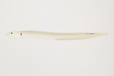 Gunnellichthys monostigma
- Field ID: mbio1497
- Collection date: 2006-3-26
- GPS: -17,5892 / -149,8581
- Depth: -21,7m
- Standard length: 83.9mm
- COI DNA seq.: -



