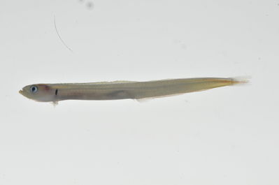 Gunnellichthys monostigma
- Field ID: MARQ-044
- Collection date: 2011-10-26
- GPS: -8,92844 / -140,22536
- Depth: -40m
- Standard length: 37mm
- COI DNA seq.: 
CCTCTATTTAGTATTTGGTGCTTGGGCCGGCATGGTAGGAACTGCCCTAAGCCTCCTTATTCGAGCTGAGCTCAGCCAACCTGGAGCCCTATTGGGCGACGACCAGATCTACAACGTGATCGTAACCGCTCACGCATTTGTAATAATCTTCTTTATAGTAATGCCAATTATGATTGGCGGTTTTGGCAACTGACTGATTCCCCTTATGATTGGAGCACCCGATATGGCCTTTCCTCGGATGAACAACATGAGCTTTTGGCTACTACCCCCTTCCTTTCTTCTCCTGCTCGCTTCATCAGGCGTTGAGGCAGGGGCAGGGACCGGATGAACTGTATATCCCCCACTAGCCGGAAACCTGGCTCACGCAGGGGCATCTGTTGACCTCACAATTTTTTCTCTACACTTAGCAGGTATCTCCTCTATTCTGGGGGCTATTAACTTCATCACTACAATTTTAAACATGAAACCTCCTGCCATTTCTCAATACCAGACCCCCCTCTTCGTGTGGGCAGTCTTAATCACAGCCGTCCTCCTGCTTCTTTCACTCCCAGTCCTGGCTGCGGGTATTACAATGCTACTGACTGACCGAAACCTAAACACCACCTTCTTTGACCCCGCCGGCGGAGGGGACCCTATTCTATACCAGCACTTATTT

