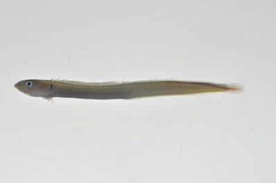 Gunnellichthys monostigma
- Field ID: MARQ-043
- Collection date: 2011-10-26
- GPS: -8,92844 / -140,22536
- Depth: -40m
- Standard length: 53mm
- COI DNA seq.: 
CCTCTATTTAGTATTTGGTGCTTGGGCCGGCATGGTAGGAACTGCCCTAAGCCTCCTTATTCGAGCTGAGCTCAGCCAACCTGGAGCCCTATTGGGCGACGACCAGATCTACAACGTGATCGTAACCGCTCACGCATTTGTAATAATCTTCTTTATAGTAATGCCAATTATGATTGGCGGTTTTGGCAACTGACTGATTCCCCTTATGATTGGAGCACCCGATATGGCCTTTCCTCGGATGAACAACATGAGCTTTTGGCTACTACCCCCTTCCTTTCTTCTCCTGCTCGCTTCATCAGGCGTTGAGGCAGGGGCAGGGACCGGATGAACTGTATACCCCCCACTAGCCGGAAACCTGGCTCACGCAGGGGCATCTGTTGACCTCACAATTTTTTCTCTACACTTAGCAGGTATCTCCTCTATTCTGGGGGCTATTAACTTCATCACTACAATTTTAAACATGAAACCTCCTGCCATTTCTCAATACCAGACCCCCCTCTTCGTGTGGGCAGTCTTAATCACAGCCGTCCTCCTGCTTCTTTCACTCCCAGTCCTGGCTGCGGGTATTACAATGCTACTGACTGACCGAAACCTAAACACCACCTTCTTTGACCCCGCCGGCGGAGGGGACCCTATTCTATACCAGCACTTATTT
