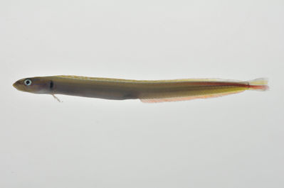 Gunnellichthys monostigma
- Field ID: MARQ-218
- Collection date: 2011-10-30
- GPS: -7,984 / -140,71
- Depth: -28m
- Standard length: 72mm
- COI DNA seq.: 
CCTCTATTTAGTATTTGGTGCTTGGGCCGGCATGGTAGGAACTGCCCTAAGCCTCCTTATTCGAGCTGAGCTCAGCCAACCTGGAGCCCTGTTGGGCGACGACCAGATCTACAACGTGATCGTAACCGCTCACGCATTTGTAATAATCTTCTTTATAGTAATGCCAATTATGATTGGCGGTTTTGGCAACTGACTGATTCCCCTTATGATTGGAGCACCCGATATGGCCTTTCCTCGGATGAACAACATGAGCTTTTGGCTACTACCCCCTTCCTTTCTTCTCCTGCTCGCTTCATCAGGCGTTGAGGCAGGGGCGGGGACCGGATGAACTGTATACCCCCCACTAGCCGGAAACCTGGCTCACGCAGGGGCATCTGTTGACCTCACAATTTTTTCTCTACACTTAGCAGGTATCTCCTCTATTCTGGGGGCTATTAACTTCATCACTACAATTTTAAACATGAAACCTCCTGCCATTTCTCAATACCAGACCCCCCTCTTCGTGTGGGCAGTCTTAATCACAGCCGTCCTCCTGCTTCTTTCACTCCCAGTCCTGGCTGCGGGTATTACAATGCTACTGACTGACCGAAACCTAAACACCACCTTCTTTGACCCCGCCGGCGGAGGAGACCCTATTCTATACCAGCACTTATTT
