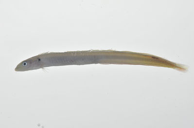 Gunnellichthys monostigma
- Field ID: MARQ-042
- Collection date: 2011-10-26
- GPS: -8,92844 / -140,22536
- Depth: -40m
- Standard length: 76mm
- COI DNA seq.: -

