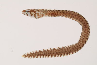 Gymnothorax chilospilus (juvenile)
- Field ID: mbio164
- Collection date: -
- GPS: - / -
- Depth: -
- Standard length: 52.3mm
- COI DNA seq.: 
TTTGGTGCTTGAGCTGGAATGGTTGGCACCGCTTTGAGCCTTCTTATCCGAGCTGAGCTAAGCCAGCCCGGCGCTCTTTTAGGTGACGACCAGATTTATAACGTAATTGTAACAGCGCATGCCTTCGTAATAATTTTCTTTATAGTAATGCCAATTATGATTGGTGGCTTTGGAAACTGACTTATTCCTCTCATGATTGGAGCGCCAGACATAGCGTTCCCCCGAATAAATAATATGAGCTTCTGACTACTTCCCCCCTCATTCCTCTTACTTTTAGCCTCCTCCGGCGTTGAGGCAGGGGCTGGCACTGGATGAACTGTTTATCCTCCTCTCGCAGGAAACCTGGCCCATGCAGGAGCATCTGTTGATTTAACCATTTTTTCTCTTCACCTGGCAGGAGTCTCGTCCATTCTGGGTGCAATTAATTTTATTACAACCATTATTAATATAAAACCCCCTGCTATCACACAATATCAAACACCCTTATTTGTATGAGCCGTGTTAGTCACAGCAGTTCTTCTTTTACTTTCTCTCCCTGTGTTAGCTGCTGGCATTACAATACTTTTAACCGACCGAAACTTAAATACAACCTTCTTTGACCCTGCTGGTGGAGGCGACCCAATTCTTTACCAGCACTTA

