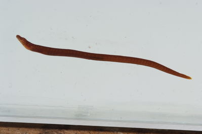 Uropterygius kamar
- Field ID: GAM-188
- Collection date: 2010-9-30
- Collection method: rotenone (2.5 kg) & spear
- GPS: 23Â° 08.5 S - 135Â° 08' W
- Depth: -2 m
- Standard length: 200.0mm
- COI DNA seq.: 
CCTTTACCTAGTATTCGGTGCCTGAGCGGGCATGGTTGGAACCGCGCTCAGCCTACTAATTCGAGCTGAGCTCAGCCAACCCGGTGCCCTACTCGGAGACGACCAGATCTATAACGTTATCGTTACAGCACATGCCTTTGTAATAATTTTCTTTATAGTAATACCTCTCATGATTGGAGGTTTCGGAAACTGACTCGTCCCTCTAATAATTGGAGCCCCCGACATAGCCTTCCCACGAATAAACAACATAAGCTTCTGACTCCTCCCTCCCTCCTTCCTGCTCCTCCTAGCCTCATCTGGCGTAGAAGCCGGTGCAGGGACGGGCTGAACCGTCTACCCCCCACTTGCGGGCAATCTTGCCCATGCGGGGGCCTCTGTTGACCTAACCATCTTCTCACTGCATCTAGCCGGGGTGTCTTCAATCTTAGGGGCAATCAACTTTATTACCACAATTATTAACATGAAGCCCCCTGCAATTACTCAATATCAAACCCCCCTTTTCGTATGGGCCGTTCTCGTGACCGCCGTGCTTCTACTGCTTTCCCTCCCAGTATTAGCTGCCGGCATCACAATACTATTAACAGACCGAAACCTAAATACTACCTTTTTTGACCCTGCAGGAGGAGGAGACCCAATCTTATATCAGCACCTATTC
