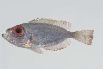 Heteropriacanthus carolinus
- Field ID: GAM-734
- Collection date: 2010-10-11
- Collection method: Light trap for larval fish
- GPS: 23Â° 01.259' S - 134Â° 58.408' W
- Depth: -2m
- Standard length: 101.1mm
- COI DNA seq.: 
CCTTTATCTAGTATTTGGTGCCTGAGCAGGGATAATTGGCACTGCTTTAAGCCTCTTAATCCGTGCCGAACTTAGCCAACCCGGCTCCCTCCTAGGGGACGACCAGATTTATAACGTTATTGTCACAGCACACGCATTCGTAATAATTTTCTTTATAGTAATGCCCATTATAATCGGAGGGTTTGGAAATTGACTTATCCCTCTTATAATCGGCGCCCCTGACATGGCATTCCCCCGAATAAATAACATAAGCTTCTGACTCCTCCCTCCGTCTTTTCTGCTTCTATTAACATCTTCCGCACTAGAAGGAGGGGCAGGGACCGGATGGACTGTTTACCCCCCACTAGCTGGTAACCTCGCCCATGCTGGGGCCTCTGTTGACTTTGCAATTTTCTCACTTCATTTAGCCGGGATTTCCTCAATCTTAGGCGCTATTAACTTTATCACAACTATTATTAATATAAAACCCCCCGCTATTTCACAGTACCAAACTCCTTTATTTGTTTGAGCAGTGCTGATTACAGCGGTCCTTCTCCTTCTCTCCCTACCGGTTTTAGCTGCAGGGATTACAATACTTCTCACTGACCGAAATTTAAACACTACTTTCTTCGACCCTGCAGGAGGGGGCGACCCAATTTTATACCAACACCTGTTC
