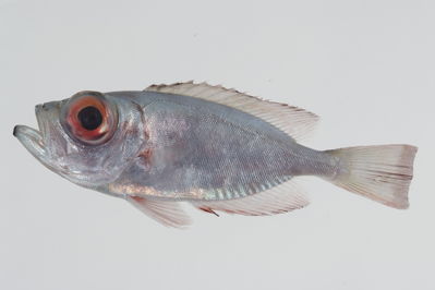 Heteropriacanthus carolinus
- Field ID: GAM-735
- Collection date: 2010-10-11
- Collection method: Light trap for larval fish
- GPS: 23Â° 01.259' S - 134Â° 58.408' W
- Depth: -2m
- Standard length: 101.7mm
- COI DNA seq.: 
CCTTTATCTAGTATTTGGTGCCTGAGCAGGGATAATTGGCACTGCTTTAAGCCTCTTAATCCGTGCCGAACTTAGCCAACCCGGCTCCCTCCTAGGGGACGACCAGATTTATAACGTTATTGTCACAGCACACGCATTCGTAATAATTTTCTTTATAGTAATGCCCATTATAATCGGAGGGTTTGGAAATTGACTTATCCCTCTTATAATCGGCGCCCCTGACATGGCATTCCCCCGAATAAATAACATAAGCTTCTGACTCCTCCCTCCGTCTTTTCTGCTTCTATTAACATCTTCCGCACTAGAAGGAGGGGCAGGGACCGGATGAACTGTTTACCCCCCACTAGCTGGTAACCTCGCCCATGCTGGGGCCTCTGTTGACTTTGCAATTTTCTCACTTCATTTAGCCGGGATTTCCTCAATCTTAGGCGCTATTAACTTTATCACAACTATTATTAATATGAAACCCCCCGCTATTTCACAATACCAAACTCCTTTATTTGTTTGAGCAGTGCTGATTACAGCGGTCCTTCTCCTTCTCTCCCTACCGGTTTTAGCTGCAGGGATTACAATACTTCTCACTGACCGAAATTTAAACACTACTTTCTTCGACCCTGCAGGAGGGGGCGACCCAATTTTATACCAACACCTGTTC
