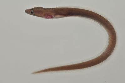 Kaupichthys diodontus
- Field ID: AUST-586
- Collection date: 2013-4-21
- GPS: -21,7917 / -154,7
- Depth: -30m
- Standard length: 102.5mm
- COI DNA seq.: 
CCTTTATTTGGTATTTGGTGCCTGAGCCGGCATAGTAGGGACGGCCTTAAGCCTACTGATTCGAGCCGAACTTAGCCAGCCGGGGGCCCTTCTCGGGGACGATCAAATTTATAACGTCATCGTCACGGCGCATGCATTCGTGATAATTTTCTTTATAGTAATACCTGTTATGATCGGAGGATTTGGAAACTGACTGATTCCACTAATAATTGGCGCCCCTGACATAGCCTTCCCCCGAATAAACAACATAAGCTTTTGACTCCTCCCCCCCTCATTCCTCCTACTGCTCGCCTCCTCAGGGGTGGAAGCGGGTGCAGGGACAGGATGAACAGTATACCCCCCATTAGCGGGAAACCTTGCCCACGCCGGAGCCTCGGTCGACTTAACAATTTTCTCCCTACACCTGGCAGGTGTGTCCTCAATTCTAGGTGCCATCAACTTTATTACCACTATTATCAATATAAAACCCCCCGCAATTACACAATACCAAACACCACTATTTGTATGAGCCGTGTTAGTCACGGCCATCCTCCTATTACTATCCTTGCCAGTACTTGCTGCCGGGATTACGATACTGCTAACAGACCGAAACTTAAACACAACATTCTTCGACCCAGCCGGAGGCGGAGACCCAATCCTTTACCAACACTTGTTC
