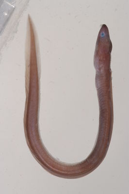 Kaupichthys diodontus
- Field ID: MOH-140
- Collection date: 2008-10-15
- GPS: -9,950367 / -138,8317
- Depth: -20m
- Standard length: 191mm
- COI DNA seq.: 
GGCACTGCCTTAAGCCTACTAATCCGAGCCGAGCTAAGTCAACCCGGAGCCCTTCTGGGAGACGACCAAATCTATAATGTAATTGTAACAGCCCATGCATTCGTTATAATTTTCTTTATAGTAATGCCAGTCATGATTGGAGGATTTGGAAATTGATTAATCCCCTTAATGATTGGAGCCCCCGATATGGCATTCCCACGAATGAACAACATAAGCTTCTGACTCCTCCCCCCTTCTTTCCTGCTCCTACTTGCCTCTTCCGGGGTAGAAGCCGGGGCTGGAACAGGATGAACTGTCTACCCCCCTCTGGCCGGGAACCTGGCACATGCCGGAGCATCTGTCGACCTAACTATTTTCTCYCTYCAYTTAGCAGGGATTTCCTCAATTCTWGGGGCAATTAACTTTATCACCACAATTATTAACATRAAACCCCCAGCTATCTCTCAATACCAAACGCCTYTATTCGTATGAGCAGTACTGATGACAGCWGTCCTTCTKCTTCTCTCCCTWCCWGTGCTWGCGGCGGGTATTACAATGCTCCTAACTGATCGAAACCTAAACACAACCTTCTTTGACCCAGCTGGAGGCGGAGACCCGATTCTATACCAACACTTA

