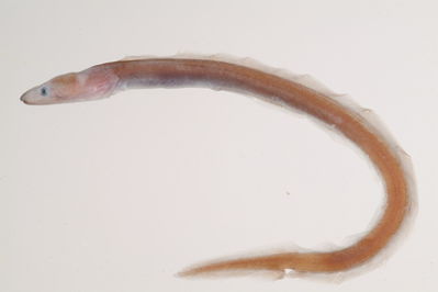 Kaupichthys diodontus
- Field ID: mbio127
- Collection date: -
- GPS: - / -
- Depth: -
- Standard length: 142mm
- COI DNA seq.: 
GTAGGGACGGCCTTAAGCCTACTGATTCTAGCCGAACTTAGCCAGCCGGGGGCCCTTCTCGGGGACGATCAAATTTATAACGTCATCGTCACGGCGCATGCATTCGTGATAATTTTCTTTATAGTAATACCTGTTATGATCGGAGGATTTGGAAACTGACTGATTCCACTAATAATTGGCGCCCCTGACATAGCCTTCCCCCGAATAAACAACATAAGCTTTTGACTCCTCCCCCCCTCATTCCTCCTACTGCTCGCCTCCTCAGGGGTGGAAGCAGGTGCAGGGACAGGATGAACAGTATACCCCCCATTAGCAGGAAACCTTGCCCACGCCGGAGCCTCGGTCGACTTAACAATTTTCTCCCTACACCTGGCAGGTGTGTCCTCAATTCTAGGTGCCATCAACTTTATTACCACTATTATCAATATAAAACCCCCCGCAATTACACAATACCAAACACCACTATTTGTATGAGCCGTGTTAGTCACGGCCATCCTCCTATTACTATCCTTGCCAGTACTTGCTGCCGGGATTACGATACTGCTAACAGACCGAAACTTAAACACAACATTCTTCGACCCAGCCGGAGGCGGAGACCCAATCCTTTACAACACTTG

