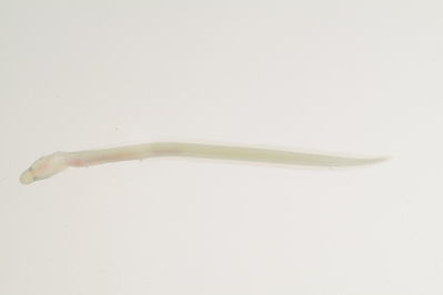 Kaupichthys diodontus
- Field ID: mbio1567
- Collection date: -
- GPS: - / -
- Depth: -
- Standard length: 57.4mm
- COI DNA seq.: 
ACCCTTTATCTAGTATTTGGCGCTTGAGCCGGTATAGTAGGAACCGCACTAAGCCTGTTAATCCGAGCTGAACTAAGTCAACCGGGACCCTTTCTCGGAGACGATCAGATCTACAACGTCATCGTCACGGCACACGCTTTCGTCATAATCTTCTTTATAGTAATACCTGTAATGATCGGAGGGTTCGGAAACTGACTAATTCCACTAATAATTGGTGCCCCCGATATGGCCTTCCCACGAATAAATAACATAAGCTTTTGACTTCTACCCCCCTCCTTCCTGCTTCTCCTTGCATCCTCAGGGGTCGAAGCCGGGGCGGGAACGGGATGAACAGTCTATCCCCCACTGGCCGGAAATCTAGCCCATGCCGGAGCATCAGTTGATTTAACCATCTTCTCCTTACATCTGGCCGGGGTATCTTCTATCTTAGGGGCAATCAACTTTATCACCACCATCGTTAACATAAAACCCCCCGCTATTACGCTATACCAAACGCCCCTGTTCGTGTGAGCTGTCTTAGTTACAGCCGTCCTCTTACTTTTATCCCTCCCAGTACTTGCTGCTGGTATTACAATACTGCTAACAGACCGAAACCTGAATACAACCTTCTTCGACCCGGCCGGAGGCGGAGACCCTATTTTGTACCAGCACTTA
