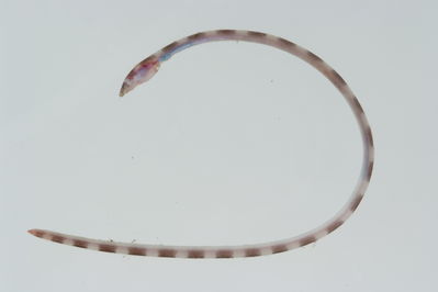 Leiuranus semicinctus
- Field ID: GAM-257
- Collection date: 2010-10-1
- Collection method: rotenone (2.5 kg) & spear
- GPS: 23Â° 08.6' S - 135Â° 03' W
- Depth: -1m
- Standard length: 182.4mm
- COI DNA seq.: 
CCTTTACCTAGTATTTGGTGCCTGAGCCGGAATAGTAGGCACCGCTTTAAGCCTACTTATTCGAGCCGAACTTAGCCAACCCGGAGCCCTCTTAGGGGATGACCAAATTTACAATGTCATTGTTACGGCACATGCCTTCGTAATAATTTTCTTTATAGTAATGCCAGTAATAATTGGGGGATTTGGAAACTGACTTGTCCCACTAATGATTGGAGCACCCGACATAGCATTCCCACGAATAAATAACATAAGCTTTTGACTTCTACCCCCATCATTCTTGCTCCTATTAGCATCATCTGGGGTTGAAGCCGGGGCGGGAACGGGATGAACCGTGTACCCGCCACTAGCTGGAAACCTCGCCCACGCCGGAGCCTCTGTAGACCTTACAATTTTCTCCCTTCACCTTGCCGGAGTCTCGTCAATCTTAGGTGCAATTAATTTTATTACCACAATTATTAACATAAAACCACCAGCAATTACTCAATATCAAACTCCACTGTTTGTTTGGTCTGTTCTAGTAACCGCTGTGCTCCTACTCCTATCACTCCCAGTTCTCGCTGCAGGCATTACAATGCTTTTAACAGATCGAAACTTAAACACAACATTCTTTGACCCGGCTGGAGGAGGAGACCCAATTCTCTATCAACACTTATTT
