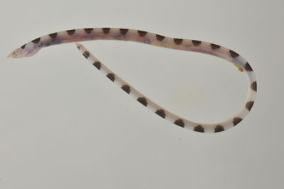 Leiuranus semicinctus
- Field ID: AUST-597
- Collection date: 2013-4-21
- GPS: -21,8 / -154,7
- Depth: -1m
- Standard length: 206mm
- COI DNA seq.: 
CCTTTACCTAGTATTTGGTGCCTGAGCCGGCATAGTGGGTACCGCTTTAAGCCTACTTATTCGAGCTGAACTTAGCCAACCCGGGGCTCTCCTAGGGGACGACCAAATTTATAATGTCATTGTTACGGCACATGCCTTCGTAATAATTTTCTTTATAGTAATACCAGTTATAATTGGGGGATTTGGAAACTGACTTGTCCCACTAATAATCGGAGCGCCCGACATAGCATTCCCGCGAATAAATAACATAAGCTTTTGACTTCTCCCTCCCTCGTTCTTACTTCTGTTAGCATCATCCGGAGTTGAAGCCGGAGCAGGGACAGGATGAACCGTATACCCGCCGCTGGCCGGAAACTTGGCCCACGCCGGAGCCTCTGTAGACCTTACAATTTTCTCCCTCCACCTTGCCGGAGTTTCATCCATCTTGGGTGCAATTAACTTTATCACCACAATTATTAATATAAAACCCCCAGCAATCACGCAATATCAAACCCCGCTATTCGTTTGATCTGTCCTAGTAACCGCTGTGCTCCTACTCCTATCACTTCCAGTTCTAGCTGCAGGCATTACAATGCTTTTAACAGACCGAAACTTAAACACAACATTCTTTGACCCGGCTGGAGGAGGGGACCCAATTCTTTATCAACACTTATTT

