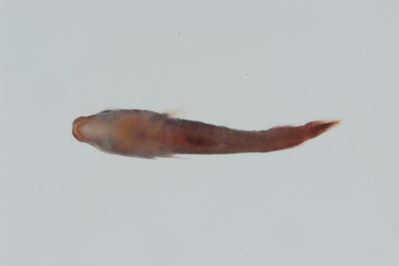 Lepadichthys frenatus
- Field ID: GAM-098
- Collection date: 2010-9-30
- Collection method: rotenone (2.5 kg) & spear
- GPS: 23Â° 08.5 S - 135Â° 08' W
- Depth: -2 m
- Standard length: 13.0mm
- COI DNA seq.: 
CCTTTATATAGTATTTGGTGCCTTCGCCGGTATAATCGGCACCGCTCTAAGCCTCATTATTCGAGCAGAGCTGAGCCAACCCGGCACACTACTTGGAGACGACCAACTTTATAATGTTATTGTTACAGCCCATGCTTTCGTAATGATTTTCTTCATGGTTATGCCCATCATAATCGGAGGCTTCGGAAACTGATTGATCCCTTTAATAATCGGCGCCCCTGATATAGCATTCCCCCGAATAAACAACATAAGCTTCTGACTTCTACCACCCTCATTTCTGCTTCTCCTCGCCTCATCAGGTGTAGAAGCTGGCGCAGGAACTGGCTGAACTGTATACCCCCCTCTATCTGCTAACCTTGCTCACGCTGGAGCTTCCGTTGATCTAGCTATTTTTTCTCTACATTTAGCAGGAATCTCCTCTATTTTAGGGGCTATTAATTTTATTACTACTATCATCAATATAAAACCTCCCGCTGCCACTCAATACCACACACCATTATTTGTCTGAGCAGTCCTTATCACTGCCGTTCTTCTCCTTCTATCCCTTCCCGTTCTTGCCGCAGGAATCACGATACTTCTCACTGACCGTAATCTCAACACAACCTTCTTCGACCCTGCCGGAGGGGGAGATCCAATCCTTTACCAACACCTCTTT

