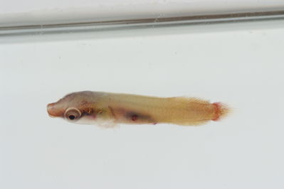 Lepadichthys frenatus
- Field ID: GAM-624
- Collection date: 2010-10-9
- Collection method: rotenone (2.5 kg) & spear
- GPS: 23Â° 03.968' S - 134Â° 54.346' W
- Depth: -1m
- Standard length: 13.2mm
- COI DNA seq.: 
CCTTTATATAGTATTTGGTGCCTTCGCCGGTATAATCGGCACCGCTCTAAGCCTCATTATTCGAGCAGAGCTGAGCCAGCCCGGCACACTACTTGGGGACGACCAACTTTATAATGTTATTGTTACAGCCCATGCTTTCGTAATGATTTTCTTCATGGTTATGCCCATCATAATCGGAGGCTTCGGAAACTGATTGGTCCCTTTAATAATCGGCGCCCCTGATATAGCATTCCCCCGAATAAACAACATAAGCTTCTGACTTCTACCACCCTCATTTCTGCTTCTCCTCGCCTCATCAGGTGTAGAAGCTGGCGCAGGAACTGGCTGAACTGTATACCCCCCTCTATCTGCTAACCTTGCTCACGCTGGAGCTTCCGTTGATCTAGCTATTTTTTCTCTACATTTAGCAGGAATCTCCTCTATTTTAGGGGCTATTAATTTTATTACTACTATCATCAATATAAAACCTCCCGCTGCCACTCAATACCACACACCATTATTTGTCTGAGCAGTCCTTATCACTGCCGTTCTTCTCCTTCTATCCCTTCCCGTTCTTGCCGCAGGAATCACGATACTTCTCACTGACCGTAATCTCAACACAACCTTCTTCGACCCTGCCGGAGGGGGAGACCCAATTCTTTACCAACACCTCTTT
