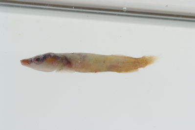 Lepadichthys frenatus
- Field ID: GAM-630
- Collection date: 2010-10-9
- Collection method: rotenone (2.5 kg) & spear
- GPS: 23Â° 03.968' S - 134Â° 54.346' W
- Depth: -1m
- Standard length: 14.6mm
- COI DNA seq.: 
CCTTTATATAGTATTTGGTGCCTTCGCCGGTATAATCGGCACCGCTCTAAGCCTCATTATTCGAGCAGAGCTGAGCCAGCCCGGCACACTACTTGGGGACGACCAACTTTATAATGTTATTGTTACAGCCCATGCTTTCGTAATGATTTTCTTCATGGTTATGCCCATCATAATCGGAGGCTTCGGAAACTGATTGGTCCCTTTAATAATCGGCGCCCCTGATATAGCATTCCCCCGAATAAACAACATAAGCTTCTGACTTCTACCACCCTCATTTCTGCTTCTCCTCGCCTCATCAGGTGTAGAAGCTGGCGCAGGAACTGGCTGAACTGTATACCCCCCTCTATCTGCTAACCTTGCTCACGCTGGAGCTTCCGTTGATCTAGCTATTTTTTCTCTACATTTAGCAGGAATCTCCTCTATTTTAGGGGCTATTAATTTTATTACTACTATCATCAATATAAAACCTCCCGCTGCCACTCAATACCACACACCATTATTTGTCTGAGCAGTCCTTATCACTGCCGTTCTTCTCCTTCTATCCCTTCCCGTTCTTGCCGCAGGAATCACGATACTTCTCACTGACCGTAATCTCAACACAACCTTCTTCGACCCTGCCGGAGGGGGAGACCCAATTCTTTACCAACACCTCTTT
