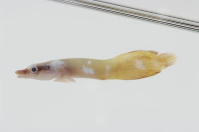 Lepadichthys frenatus
- Field ID: GAM-825
- Collection date: 2010-10-14
- Collection method: rotenone (2.5 kg) & spear
- GPS: 23Â° 06.5' S - 134Â° 52.5' W
- Depth: -25m
- Standard length: 36.1mm
- COI DNA seq.: 
CCTTTATATAGTATTTGGTGCCTTCGCCGGTATAATCGGCACCGCTCTAAGCCTCATTATTCGAGCAGAGCTGAGCCAACCCGGCACACTACTTGGAGACGACCAACTTTATAATGTTATTGTTACAGCCCATGCTTTCGTAATGATTTTCTTCATGGTTATGCCCATCATAATCGGAGGCTTCGGAAACTGATTGATCCCTTTAATAATCGGCGCCCCTGATATAGCATTCCCCCGAATAAACAACATAAGCTTCTGACTTCTACCACCCTCATTTCTGCTTCTCCTCGCCTCATCAGGTGTAGAAGCTGGCGCAGGAACTGGCTGAACTGTATACCCCCCTCTATCTGCTAACCTTGCTCACGCTGGAGCTTCCGTTGATCTAGCTATTTTTTCTCTACATTTAGCAGGAATCTCCTCTATTTTAGGGGCTATTAATTTTATTACTACTATCATCAATATAAAACCTCCCGCTGCCACTCAATACCACACACCATTATTTGTCTGAGCAGTCCTTATCACTGCCGTTCTTCTCCTTCTATCCCTTCCCGTTCTTGCCGCAGGAATCACGATACTTCTCACTGACCGTAATCTCAACACAACCTTCTTCGACCCTGCCGGAGGGGGAGATCCAATCCTTTACCAACACCTCTTT

