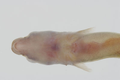 Lepadichthys frenatus
- Field ID: GAM-825
- Collection date: 2010-10-14
- Collection method: rotenone (2.5 kg) & spear
- GPS: 23Â° 06.5' S - 134Â° 52.5' W
- Depth: -25m
- Standard length: 36.1mm
- COI DNA seq.: 
CCTTTATATAGTATTTGGTGCCTTCGCCGGTATAATCGGCACCGCTCTAAGCCTCATTATTCGAGCAGAGCTGAGCCAACCCGGCACACTACTTGGAGACGACCAACTTTATAATGTTATTGTTACAGCCCATGCTTTCGTAATGATTTTCTTCATGGTTATGCCCATCATAATCGGAGGCTTCGGAAACTGATTGATCCCTTTAATAATCGGCGCCCCTGATATAGCATTCCCCCGAATAAACAACATAAGCTTCTGACTTCTACCACCCTCATTTCTGCTTCTCCTCGCCTCATCAGGTGTAGAAGCTGGCGCAGGAACTGGCTGAACTGTATACCCCCCTCTATCTGCTAACCTTGCTCACGCTGGAGCTTCCGTTGATCTAGCTATTTTTTCTCTACATTTAGCAGGAATCTCCTCTATTTTAGGGGCTATTAATTTTATTACTACTATCATCAATATAAAACCTCCCGCTGCCACTCAATACCACACACCATTATTTGTCTGAGCAGTCCTTATCACTGCCGTTCTTCTCCTTCTATCCCTTCCCGTTCTTGCCGCAGGAATCACGATACTTCTCACTGACCGTAATCTCAACACAACCTTCTTCGACCCTGCCGGAGGGGGAGATCCAATCCTTTACCAACACCTCTTT
