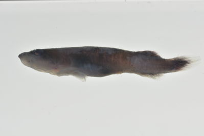 Lepadichthys frenatus
- Field ID: MARQ-186
- Collection date: 2011-10-29
- GPS: -7,98969 / -140,71239
- Depth: -15m
- Standard length: 28mm
- COI DNA seq.: -


