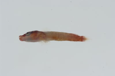 Lepadichthys frenatus
- Field ID: GAM-372
- Collection date: 2010-10-3
- Collection method: rotenone (2.5 kg) & spear
- GPS: 23Â° 03.5' S - 134Â° 59' W
- Depth: -12m
- Standard length: 12.5mm
- COI DNA seq.: 
CCTTTATATAGTATTTGGTGCCTTCGCCGGTATAATCGGCACCGCTCTAAGCCTCATTATTCGAGCAGAGCTGAGCCAGCCCGGCACACTACTTGGGGACGACCAACTTTATAATGTTATTGTTACAGCCCATGCTTTCGTAATGATTTTCTTCATGGTTATGCCCATCATAATCGGAGGCTTCGGAAACTGATTGGTCCCTTTAATAATCGGCGCCCCTGATATAGCATTCCCCCGAATAAACAACATAAGCTTCTGACTTCTACCACCCTCATTTCTGCTTCTCCTCGCCTCATCAGGTGTAGAAGCTGGCGCAGGAACTGGCTGAACTGTATACCCCCCTCTATCTGCTAACCTTGCTCACGCTGGAGCTTCCGTTGATCTAGCTATTTTTTCTCTACATTTAGCAGGAATCTCCTCTATTTTAGGGGCTATTAATTTTATTACTACTATCATCAATATAAAACCTCCCGCTGCCACTCAATACCACACACCATTATTTGTCTGAGCAGTCCTTATCACTGCCGTTCTTCTCCTTCTATCCCTTCCCGTTCTTGCCGCAGGAATCACGATACTTCTCACTGACCGTAATCTCAACACAACCTTCTTCGACCCTGCCGGAGGGGGAGACCCAATTCTTTACCAACACCTCTTT
