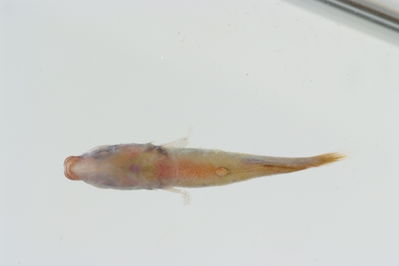 Lepadichthys frenatus
- Field ID: GAM-630
- Collection date: 2010-10-9
- Collection method: rotenone (2.5 kg) & spear
- GPS: 23Â° 03.968' S - 134Â° 54.346' W
- Depth: -1m
- Standard length: 14.6mm
- COI DNA seq.: 
CCTTTATATAGTATTTGGTGCCTTCGCCGGTATAATCGGCACCGCTCTAAGCCTCATTATTCGAGCAGAGCTGAGCCAGCCCGGCACACTACTTGGGGACGACCAACTTTATAATGTTATTGTTACAGCCCATGCTTTCGTAATGATTTTCTTCATGGTTATGCCCATCATAATCGGAGGCTTCGGAAACTGATTGGTCCCTTTAATAATCGGCGCCCCTGATATAGCATTCCCCCGAATAAACAACATAAGCTTCTGACTTCTACCACCCTCATTTCTGCTTCTCCTCGCCTCATCAGGTGTAGAAGCTGGCGCAGGAACTGGCTGAACTGTATACCCCCCTCTATCTGCTAACCTTGCTCACGCTGGAGCTTCCGTTGATCTAGCTATTTTTTCTCTACATTTAGCAGGAATCTCCTCTATTTTAGGGGCTATTAATTTTATTACTACTATCATCAATATAAAACCTCCCGCTGCCACTCAATACCACACACCATTATTTGTCTGAGCAGTCCTTATCACTGCCGTTCTTCTCCTTCTATCCCTTCCCGTTCTTGCCGCAGGAATCACGATACTTCTCACTGACCGTAATCTCAACACAACCTTCTTCGACCCTGCCGGAGGGGGAGACCCAATTCTTTACCAACACCTCTTT
