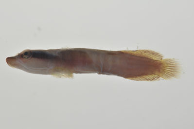 Lepadichthys frenatus
- Field ID: AUST-038
- Collection date: 2013-4-11
- GPS: -23,8606 / -147,715
- Depth: -15m
- Standard length: 27.7mm
- COI DNA seq.: 
CCTTTATATAGTATTTGGTGCCTTCGCCGGTATAATCGGCACCGCTCTAAGCCTCATTATTCGAGCAGAGCTGAGCCAGCCCGGCACACTACTTGGGGACGACCAACTTTATAATGTTATTGTTACAGCCCATGCTTTCGTAATGATTTTCTTCATGGTTATGCCCATCATAATCGGAGGCTTCGGAAACTGATTGGTCCCTTTAATAATCGGCGCCCCTGATATAGCATTCCCCCGAATAAACAACATAAGCTTCTGACTTCTACCACCCTCATTTCTGCTTCTCCTTGCCTCATCAGGTGTAGAAGCTGGCGCAGGAACTGGCTGAACTGTATACCCCCCTCTATCTGCTAACCTTGCTCACGCTGGAGCTTCCGTTGATCTAGCTATTTTTTCTCTACATTTAGCAGGAATCTCCTCTATTTTAGGGGCTATTAATTTTATTACTACTATCATCAATATAAAACCTCCCGCTGCCACTCAATACCACACACCATTATTTGTCTGAGCAGTCCTTATCACTGCCGTTCTTCTCCTCCTATCCCTTCCCGTTCTTGCCGCAGGAATCACGATACTTCTCACTGACCGTAATCTCAACACAACCTTCTTCGACCCTGCCGGAGGGGGAGACCCAATTCTTTACCAACACCTCTTT
