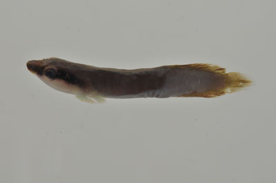 Lepadichthys frenatus
- Field ID: AUST-345
- Collection date: 2013-4-16
- GPS: -23,35 / -149,53
- Depth: -5m
- Standard length: 29.5mm
- COI DNA seq.: 
CCTTTATATAGTATTTGGTGCCTTCGCCGGTATAATCGGCACCGCTCTAAGCCTCATTATTCGAGCAGAGCTGAGCCAGCCCGGCACACTACTTGGGGACGACCAACTTTATAATGTTATTGTTACAGCCCATGCTTTCGTAATGATTTTCTTCATGGTTATGCCCATCATAATCGGAGGCTTCGGAAACTGATTGGTCCCTTTAATAATCGGCGCCCCTGATATAGCATTCCCCCGAATAAACAACATAAGCTTCTGACTTCTACCACCCTCATTTCTGCTTCTCCTCGCCTCATCAGGTGTAGAAGCTGGCGCAGGAACTGGCTGAACTGTATACCCCCCTCTATCTGCTAACCTTGCTCACGCTGGAGCTTCCGTTGATCTAGCTATTTTTTCTCTACATTTAGCAGGAATCTCCTCTATTTTAGGGGCTATTAATTTTATTACTACTATCATCAATATAAAACCTCCCGCTGCCACTCAATACCACACACCATTATTTGTCTGAGCAGTCCTTATCACTGCCGTTCTTCTCCTCCTATCCCTTCCCGTTCTTGCCGCAGGAATCACGATACTTCTCACTGACCGTAATCTCAACACAACCTTCTTCGACCCTGCCGGAGGGGGAGACCCAATTCTTTACCAACACCTCTTT
