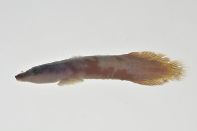 Lepadichthys frenatus
- Field ID: AUST-037
- Collection date: 2013-4-11
- GPS: -23,8606 / -147,715
- Depth: -15m
- Standard length: 31.7mm
- COI DNA seq.: 
CCTTTATATAGTATTTGGTGCCTTCGCCGGTATAATCGGCACCGCTCTAAGCCTCATTATTCGAGCAGAGCTGAGCCAGCCCGGCACACTACTTGGGGACGACCAACTTTATAATGTTATTGTTACAGCCCATGCTTTCGTAATGATTTTCTTCATGGTTATGCCCATCATAATCGGAGGCTTCGGAAACTGATTGGTCCCTTTAATAATCGGCGCCCCTGATATAGCATTCCCCCGAATAAACAACATAAGCTTCTGACTTCTACCACCCTCATTTCTGCTTCTCCTCGCCTCATCAGGTGTAGAAGCTGGCGCAGGAACTGGCTGAACTGTATACCCCCCTCTATCTGCTAACCTTGCTCACGCTGGAGCTTCCGTTGATCTAGCTATTTTTTCTCTACATTTAGCAGGAATCTCCTCTATTTTAGGGGCTATTAATTTTATTACTACTATCATCAATATAAAACCTCCCGCTGCCACTCAATACCACACACCATTATTTGTCTGAGCAGTCCTTATCACTGCCGTTCTTCTCCTCCTATCCCTTCCCGTTCTTGCCGCAGGAATCACGATACTTCTCACTGACCGTAATCTCAACACAACCTTCTTCGACCCTGCCGGAGGGGGAGACCCAATTCTTTACCAACACCTCTTT
