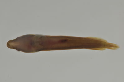 Lepadichthys frenatus
- Field ID: AUST-344
- Collection date: 2013-4-16
- GPS: -23,35 / -149,53
- Depth: -5m
- Standard length: 33.8mm
- COI DNA seq.: 
CCTTTATATAGTATTTGGTGCCTTCGCCGGTATAATCGGCACCGCTCTAAGCCTCATTATTCGAGCAGAGCTGAGCCAGCCCGGCACACTACTTGGGGACGACCAACTTTATAATGTTATTGTTACAGCCCATGCTTTCGTAATGATTTTCTTCATGGTTATGCCCATCATAATCGGAGGCTTCGGAAACTGATTGGTCCCTTTAATAATCGGCGCCCCTGATATAGCATTCCCCCGAATAAACAACATAAGCTTCTGACTTCTACCACCCTCATTTCTGCTTCTCCTCGCCTCATCAGGTGTAGAAGCTGGCGCAGGAACTGGCTGAACTGTATACCCCCCTCTATCTGCTAACCTTGCTCACGCTGGAGCTTCCGTTGATCTAGCTATTTTTTCTCTACATTTAGCAGGAATCTCCTCTATTTTAGGGGCTATTAATTTTATTACTACTATCATCAATATAAAACCTCCCGCTGCCACTCAATACCACACACCATTATTTGTCTGAGCAGTCCTTATCACTGCCGTTCTTCTCCTCCTATCCCTTCCCGTTCTTGCCGCAGGAATCACGATACTTCTCACTGACCGTAATCTCAACACAACCTTCTTCGACCCTGCCGGAGGGGGAGACCCAATTCTTTACCAACACCTCTTT
