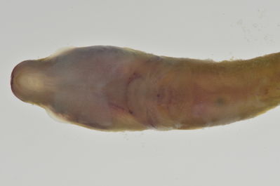 Lepadichthys frenatus
- Field ID: AUST-040
- Collection date: 2013-4-11
- GPS: -23,8606 / -147,715
- Depth: -15m
- Standard length: 35.3mm
- COI DNA seq.: 
CCTTTATATAGTATTTGGTGCCTTCGCCGGTATAATCGGCACCGCTCTAAGCCTCATTATTCGAGCAGAGCTGAGCCAGCCCGGCACACTACTTGGGGACGACCAACTTTATAATGTTATTGTTACAGCCCATGCTTTCGTAATGATTTTCTTCATGGTTATGCCCATCATAATCGGAGGCTTCGGAAACTGATTGGTCCCTTTAATAATCGGCGCCCCTGATATAGCATTCCCCCGAATAAACAACATAAGCTTCTGACTTCTACCACCCTCATTTCTGCTTCTCCTCGCCTCATCAGGTGTAGAAGCTGGCGCAGGAACTGGCTGAACTGTATACCCCCCTCTATCTGCTAACCTTGCTCACGCTGGAGCTTCCGTTGATCTAGCTATTTTTTCTCTACATTTAGCAGGAATCTCCTCTATTTTAGGGGCTATTAATTTTATTACTACTATCATCAATATAAAACCTCCCGCTGCCACTCAATACCACACACCATTATTTGTCTGAGCAGTCCTTATCACTGCCGTTCTTCTCCTCCTATCCCTTCCCGTTCTTGCCGCAGGAATCACGATACTTCTCACTGACCGTAATCTCAACACAACCTTCTTCGACCCTGCCGGAGGGGGAGACCCAATTCTTTACCAACACCTCTTT
