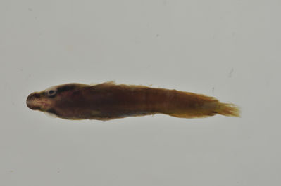Lepadichthys frenatus
- Field ID: AUST-343
- Collection date: 2013-4-16
- GPS: -23,35 / -149,53
- Depth: -5m
- Standard length: 40.7mm
- COI DNA seq.: 
CCTTTATATAGTATTTGGTGCCTTCGCCGGTATAATCGGCACCGCTCTAAGCCTCATTATTCGAGCAGAGCTGAGCCAGCCCGGCACACTACTTGGGGACGACCAACTTTATAATGTTATTGTTACAGCCCATGCTTTCGTAATGATTTTCTTCATGGTTATGCCCATCATAATCGGAGGCTTCGGAAACTGATTGGTCCCTTTAATAATCGGCGCCCCTGATATAGCATTCCCCCGAATAAACAACATAAGCTTCTGACTTCTACCACCCTCATTTCTGCTTCTCCTCGCCTCATCAGGTGTAGAAGCTGGCGCAGGAACTGGCTGAACTGTATACCCCCCTCTATCTGCTAACCTTGCTCACGCTGGAGCTTCCGTTGATCTAGCTATTTTTTCTCTACATTTAGCAGGAATCTCCTCTATTTTAGGGGCTATTAATTTTATTACTACTATCATCAATATAAAACCTCCCGCTGCCACTCAATACCACACACCATTATTTGTCTGAGCAGTCCTTATCACTGCCGTTCTTCTCCTCCTATCCCTTCCCGTTCTTGCCGCAGGAATCACGATACTTCTCACTGACCGTAATCTCAACACAACCTTCTTCGACCCTGCCGGAGGGGGAGACCCAATTCTTTACCAACACCTCTTT
