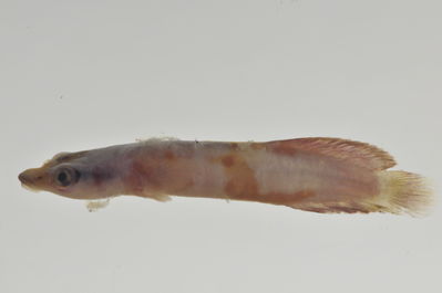 Lepadichthys frenatus
- Field ID: AUST-039
- Collection date: 2013-4-11
- GPS: -23,8606 / -147,715
- Depth: -15m
- Standard length: 41.1mm
- COI DNA seq.: 
CCTTTATATAGTATTTGGTGCCTTCGCCGGTATAATCGGCACCGCTCTAAGCCTCATTATTCGAGCAGAGCTGAGCCAGCCCGGCACACTACTTGGGGACGACCAACTTTATAATGTTATTGTTACAGCCCATGCTTTCGTAATGATTTTCTTCATGGTTATGCCCATCATAATCGGAGGCTTCGGAAACTGATTGGTCCCTTTAATAATCGGCGCCCCTGATATAGCATTCCCCCGAATAAACAACATAAGCTTCTGACTTCTACCACCCTCATTTCTGCTTCTCCTCGCCTCATCAGGTGTAGAAGCTGGCGCAGGAACTGGCTGAACTGTATACCCCCCTCTATCTGCTAACCTTGCTCACGCTGGAGCTTCCGTTGATCTAGCTATTTTTTCTCTACATTTAGCAGGAATCTCCTCTATTTTAGGGGCTATTAATTTTATTACTACTATCATCAATATAAAACCTCCCGCTGCCACTCAATACCACACACCATTATTTGTCTGAGCAGTCCTTATCACTGCCGTTCTTCTCCTCCTATCCCTTCCCGTTCTTGCCGCAGGAATCACGATACTTCTCACTGACCGTAATCTCAACACAACCTTCTTCGACCCTGCCGGAGGGGGAGACCCAATTCTTTACCAACACCTCTTT

