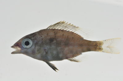 Lethrinus xanthochilus
- Field ID: MARQ-401
- Collection date: 2011-11-7
- GPS: -9,89353 / -139,08397
- Depth: -4m
- Standard length: 26mm
- COI DNA seq.: -

