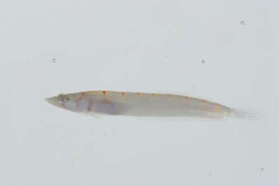 Limnichthys nitidus
- Field ID: GAM-378
- Collection date: 2010-10-3
- Collection method: rotenone (2.5 kg) & spear
- GPS: 23Â° 03.5' S - 134Â° 59' W
- Depth: -12m
- Standard length: 19.2mm
- COI DNA seq.: 
GCTTTACCTCGTATTCGGCGCATGAGCCGGCATAGTTGGCACCGCTCTCAGCCTTCTTATTCGAGCCGAACTAAGCCAACCCGGAGCCTTACTTGGCGATGACCAGATCTATAACGTCATCGTAACCGCTCACGCTTTCGTCATAATCTTTTTTATAGTAATACCCATTATAATTGGGGGCTTCGGGAATTGACTTATCCCCCTAATGATTGGGGCTCCCGACATGGCCTTTCCGCGAATGAATAACATAAGCTTTTGACTCTTGCCTCCTTCATTCCTTCTTTTACTAACGTCTTCTGGCGTTGAAGCAGGTGCTGGTACAGGGTGAACTGTGTACCCGCCTCTGGCCGGAAACCTTGCCCACGCAGGAGCATCAGTTGATTTAACAATTTTTTCCCTTCACCTGGCCGGGATTTCGTCAATCCTAGGGGCTATTAATTTTATCACAACTATTATCAACATAAAACCAGCTGCTATCTCTCAATATCAAACACCCCTGTTTGTCTGGGCAGTACTTATTACAGCCGTCCTCCTTCTCCTATCATTACCAGTCCTGGCCGCTGGTATTACGATACTTTTAACGGACCGAAATCTGAACACCACATTCTTTGACCCCGCCGGAGGTGGGGACCCTATCCTGTACCAACACTTGTTC
