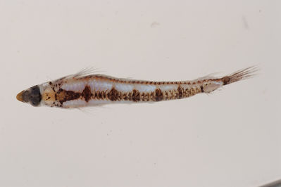 Limnichthys nitidus
- Field ID: MOH-055
- Collection date: 2008-10-13
- GPS: -9,960417 / -138,8381
- Depth: -9m
- Standard length: 19mm
- COI DNA seq.: 
GCTTTACCTCGTATTCGGCGCATGAGCCGGCATAGTTGGCACCGCTCTCAGCCTTCTTATTCGAGCCGAACTAAGCCAACCCGGAGCCTTACTTGGCGATGACCAGATCTATAACGTCATCGTAACCGCTCACGCTTTCGTCATAATCTTTTTTATAGTTATACCCATCATAATCGGGGGCTTCGGGAATTGACTTATCCCCCTAATGATTGGGGCTCCAGACATGGCCTTTCCACGAATAAATAACATAAGCTTTTGACTCCTGCCTCCTTCATTCCTTCTTTTACTAACCTCTTCTGGCGTTGAAGCAGGTGCTGGTACAGGGTGAACTGTATACCCGCCTCTGGCCGGGAACCTTGCCCACGCAGGAGCATCAGTTGATTTAACAATTTTTTCCCTTCACCTGGCCGGGATTTCGTCAATTCTAGGGGCCATTAATTTTATTACAACTATTATCAACATAAAACCAGCTGCTATCTCTCAATATCAAACACCTCTGTTTGTCTGGGCAGTACTTATTACAGCCGTCCTCCTCCTCCTATCATTACCAGTCCTGGCCGCTGGTATTACGATACTTTTAACGGACCGAAATCTGAACACCACATTCTTTGACCCTGCCGGAGGGGGGGACCCTATCCTGTACCAACACTTATTC


