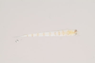 Limnichthys nitidus
- Field ID: mbio152
- Collection date: -
- GPS: - / -
- Depth: -
- Standard length: 12.5mm
- COI DNA seq.:
ACGCTTTACCTCGTATTCGGCGCATGAGCCGGCATAGTTGGCACCGCTCTCAGCCTTCTTATTCGAGCCGAACTAAGCCAACCCGGAGCCTTACTTGGCGATGACCAGATCTATAACGTCATCGTAACCGCTCACGCTTTCGTCATAATCTTTTTTATAGTAATACCCATTATAATTGGGGGCTTCGGGAATTGACTTATTCCCCTAATGATTGGGGCTCCAGACATGGCCTTTCCACGAATGAATAACATAAGCTTTTGACTCCTGCCTCCCTCATTCCTTCTTTTACTAACGTCTTCTGGCGTTGAAGCAGGTGCTGGTACAGGGTGAACTGTGTACCCGCCTCTGGCCGGGAACCTTGCCCACGCAGGAGCATCAGTTGATTTAACAATTTTTTCCCTTCACCTGGCCGGGATTTCGTCAATCCTAGGGGCTATTAATTTTATCACAACTATTATCAACATAAAACCAGCTGCTATCTCTCAATATCAAACACCCCTGTTTGTCTGGGCAGTACTTATTACAGCCGTCCTCCTTCTCCTATCATTACCAGTCCTGGCCGCTGGTATTACGATACTTTTAACGGACCGAAATCTGAACACCACATTCTTTGACCCCGCC

