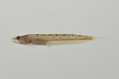Limnichthys nitidus
- Field ID: AUST-112
- Collection date: 2013-4-12
- GPS: -23,85 / -147,67
- Depth: -13m
- Standard length: 45mm
- COI DNA seq.: -

