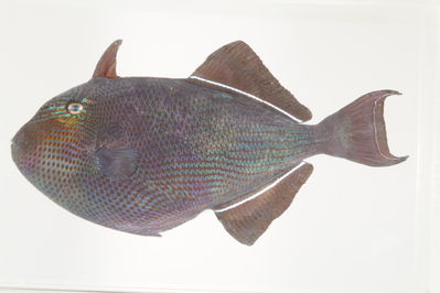 Melichthys niger
- Field ID: mbio214
- Collection date: -
- GPS: - / -
- Depth: -
- Standard length: 190mm
- COI DNA seq.: 
GAGACGACCAAATTTATAATGTAATCGTTACAGCACATGCTTTCGTAATAATCTTCTTTATAGTAATGCCAATTATGATTGGAGGATTTGGAAACTGACTCATCCCTTTAATAATTGGAGCCCCCGACATAGCATTTCCCCGAATAAATAACATGAGCTTTTGACTTCTGCCCCCTTCACTTCTTCTGCTCCTTGCCTCTTCCAGCGTAGAAGCAGGGGCTGGGACCGGATGAACTGTATACCCCCCTCTTGCAGGAAACCTGGCCCACGCAGGAGCCTCCGTAGACTTAACTATTTTTTCACTACATCTAGCAGGTATTTCATCTATTCTAGGGGCAATTAACTTCATCACCACAATTATTAACATGAAACCCCCCGCTATTTCCCAATATCAAACGCCCTTGTTTGTTTGAGCCGTCCTAATTACAGCAGTCCTTCTTCTCCTGTCTCTCCCTGTATTAGCCGCCGGAATCACAATATTACTTACTGATCGAAATTTAAACACCACATTCTTTGATCCTGCTGGAGGGGGAGACCCAATTCTTTACCAGCACTTG

