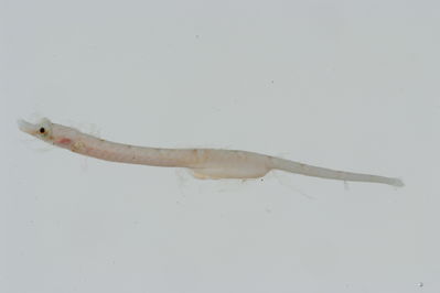 Micrognathus andersoni
- Field ID: GAM-559
- Collection date: 2010-10-7
- Collection method: rotenone (2.5 kg) & spear
- GPS: 23Â° 16.683' S - 134Â° 56.109' W
- Depth: -28m
- Standard length: 21.7mm
- COI DNA seq.: -


