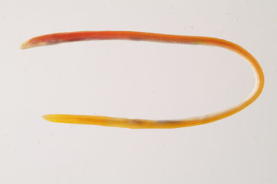 Moringua sp
- Field ID: mbio63
- Collection date: 2006-3-10
- GPS: -17,4825 / -149,883
- Depth: -18m
- Standard length: 120mm
- COI DNA seq.: 
TAGTAGGAACCGCATTAGGCCTACTAATCCGAGCCGAACTAAGCCAGCCCGGAGCACTTCTTGGAGACGACCAGATCTATAATGTTATCGTCACAGCACATGCTTTCGTAATAATTTTCTTTATAGTAATACCAGTAATGATCGGGGGGTTCGGCAACTGGCTTGTACCATTAATAATTGGCGCCCCCGATATGGCATTTCCACGAATAAACAACATAAGCTTCTGACTCCTGCCTCCTTCATTCTTACTCTTACTAGCCTCCTCAGGCGTAGAAGCTGGGGCCGGCACCGGATGAACTGTCTACCCCCCATTGGCCGGGAACCTAGCTCACGCCGGAGCATCCGTTGATTTGACTATCTTTTCACTTCACCTCGCAGGTGTTTCATCAATCTTAGGAGCCATCAACTTTATTACCACAATTTTAAATATAAAACCCCCCGCCATTACACAGTACCAAACCCCTCTATTCGTATGGGCCGTTCTTGTAACAGCAGTCCTTCTTCTCCTATCTCTCCCCGTACTAGCAGCTGGAATTACAATATTACTAACAGACCGAAACTTAAACACAACATTCTTNGACCCCGC
