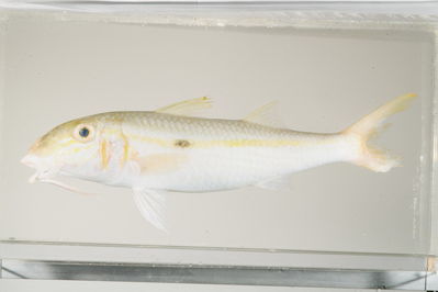 Mulloicichthys flavolineatus
- Field ID: mbio445
- Collection date: -
- GPS: - / -
- Depth: -
- Standard length: 273mm
- COI DNA seq.:
ACCCTCTACCTAGTCTATGGTGCTTGAGCCGGAATGGTAGGAACGGCTTTAAGCCTTCTTATCCGTGCTGAGCTTAGTCAACCCGGCGCCCTCCTAGGCGACGATCAAATCTACAACGTAATTGTTACAGCACACGCCTTTGTAATAATTTTCTTTATGGTCATGCCAATCATGATTGGTGGGTTCGGTAACTGACTGATCCCTCTTATGATCGGAGCGCCAGACATGGCTTTCCCTCGAATGAACAACATGAGCTTCTGACTCCTTCCCCCCTCTTTCCTACTTCTACTTGCCTCATCAGGCGTTGAAGCCGGAGCAGGGACTGGATGAACTGTATACCCCCCTCTCGCAGGTAACTTGGCCCACGCCGGAGCCTCGGTAGACTTAACCATCTTCTCCCTTCACCTAGCAGGGATTTCTTCTATTCTAGGGGCCATTAATTTCATTACCACAATTATTAATATGAAACCCCCAGCAATCTCCCAGTACCAAACACCTCTGTTTGTTTGAGCTGTCCTAATTACAGCTGTCCTTCTTCTCCTATCACTTCCTGTCCTTGCTGCCGGCATCACAATGCTACTCACGGACCGAAACCTAAATACAACCTTCTTCGATCCAGCAGGCGGAGGAGACCCAATCCTTTATCAA

