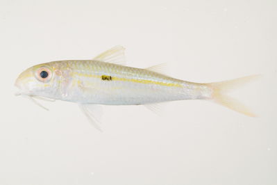 Mulloidichthys flavolineatus
- Field ID: mbio797
- Collection date: 2006-3-15
- GPS: -17,6063 / -149,834
- Depth: -1,5m
- Standard length: 75.5mm
- COI DNA seq.: -


