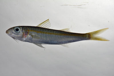 Mulloidichthys flavolineatus
- Field ID: SCIL-333
- Collection date: 2014-12-5
- GPS: -16,79619 / -153,95656
- Depth: -2m
- Standard length: 81.7mm
- COI DNA seq.: 
TCTACCTAGTCTTTGGTGCCTGAGCCGGAATGGTAGGAACGGCTTTAAGCCTTCTTATCCGTGCTGAGCTTAGTCAACCCGGCGCCCTCCTAGGCGACGATCAAATCTACAACGTAATTGTTACAGCACACGCCTTTGTAATAATTTTCTTTATGGTCATGCCAATCATGATTGGTGGGTTCGGTAACTGACTGATCCCTCTTATGATCGGAGCGCCAGACATGGCTTTCCCTCGAATGAACAACATGAGCTTCTGACTCCTTCCCCCCTCTTTCCTACTTCTACTTGCCTCATCAGGCGTTGAAGCCGGGGCAGGGACTGGATGAACTGTATACCCCCCTCTCGCAGGTAACTTGGCCCACGCCGGAGCCTCGGTAGACTTAACCATCTTCTCCCTTCACCTAGCAGGGATTTCTTCTATTCTAGGGGCCATTAATTTCATTACCACAATTATTAATATGAAACCCCCAGCAATCTCCCAGTACCAAACACCTCTGTTTGTTTGAGCTGTCCTAATTACAGCTGTCCTTCTTCTCCTATCACTTCCTGTCCTTGCTGCCGGCATCACAATGCTACTCACGGACCGAAACCTAAATACAACCTTCTTCGATCCAGCAGGCGGAGGAGACCCAATCCTTTATCAACACCTGTTC
